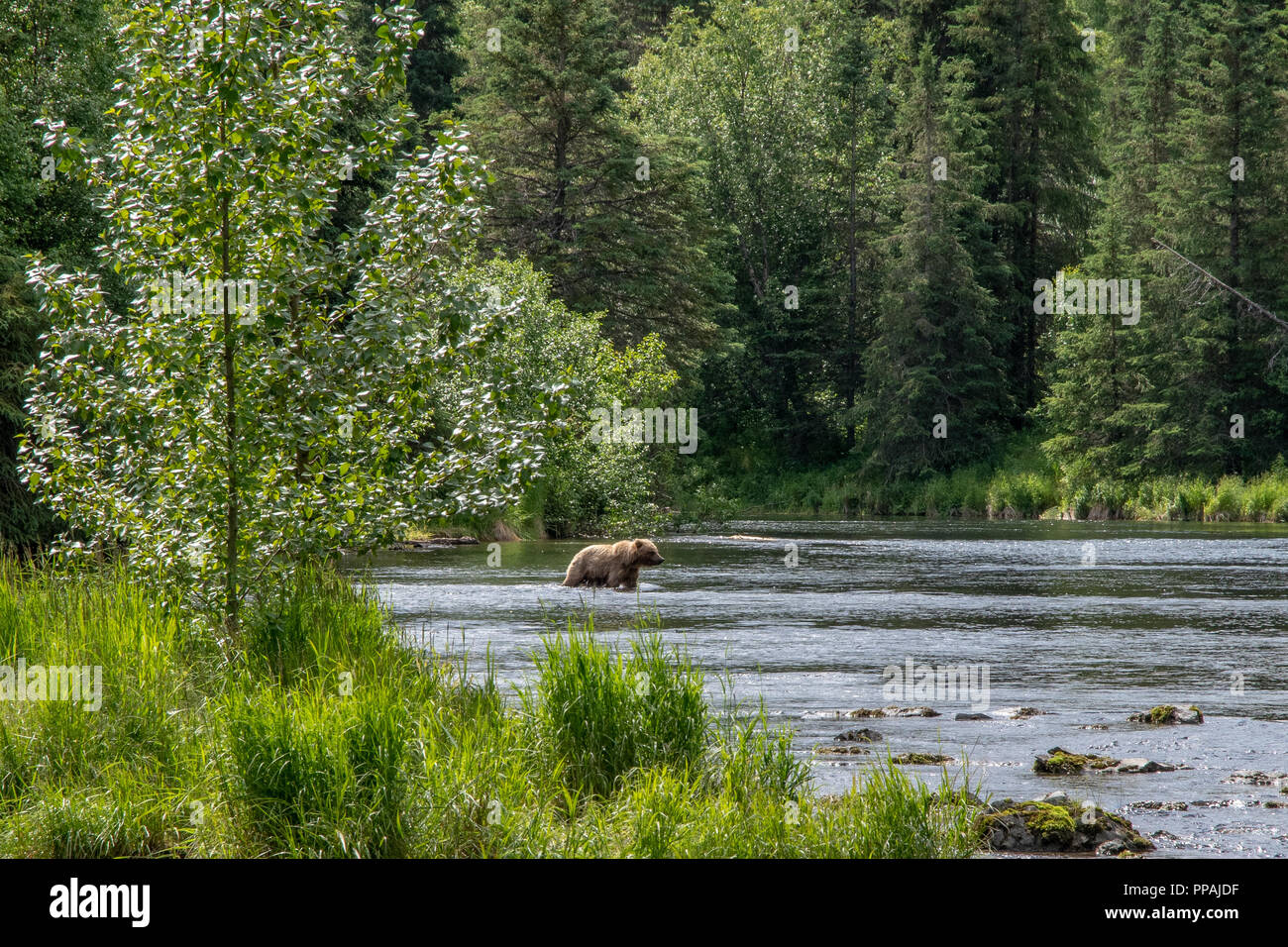 Große männliche Küsten Braunbär (Ursus arctos) der Russischen River Crossing an einem sonnigen Tag. Kenai Halbinsel, Alaska Stockfoto