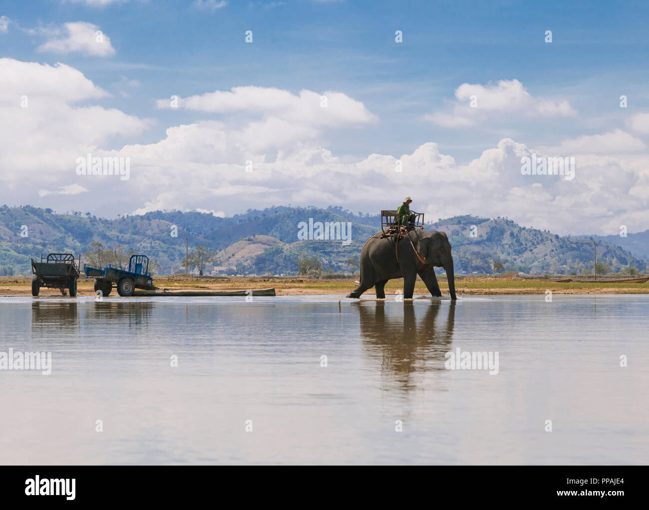 Elefant Rider in Vietnam. Stockfoto