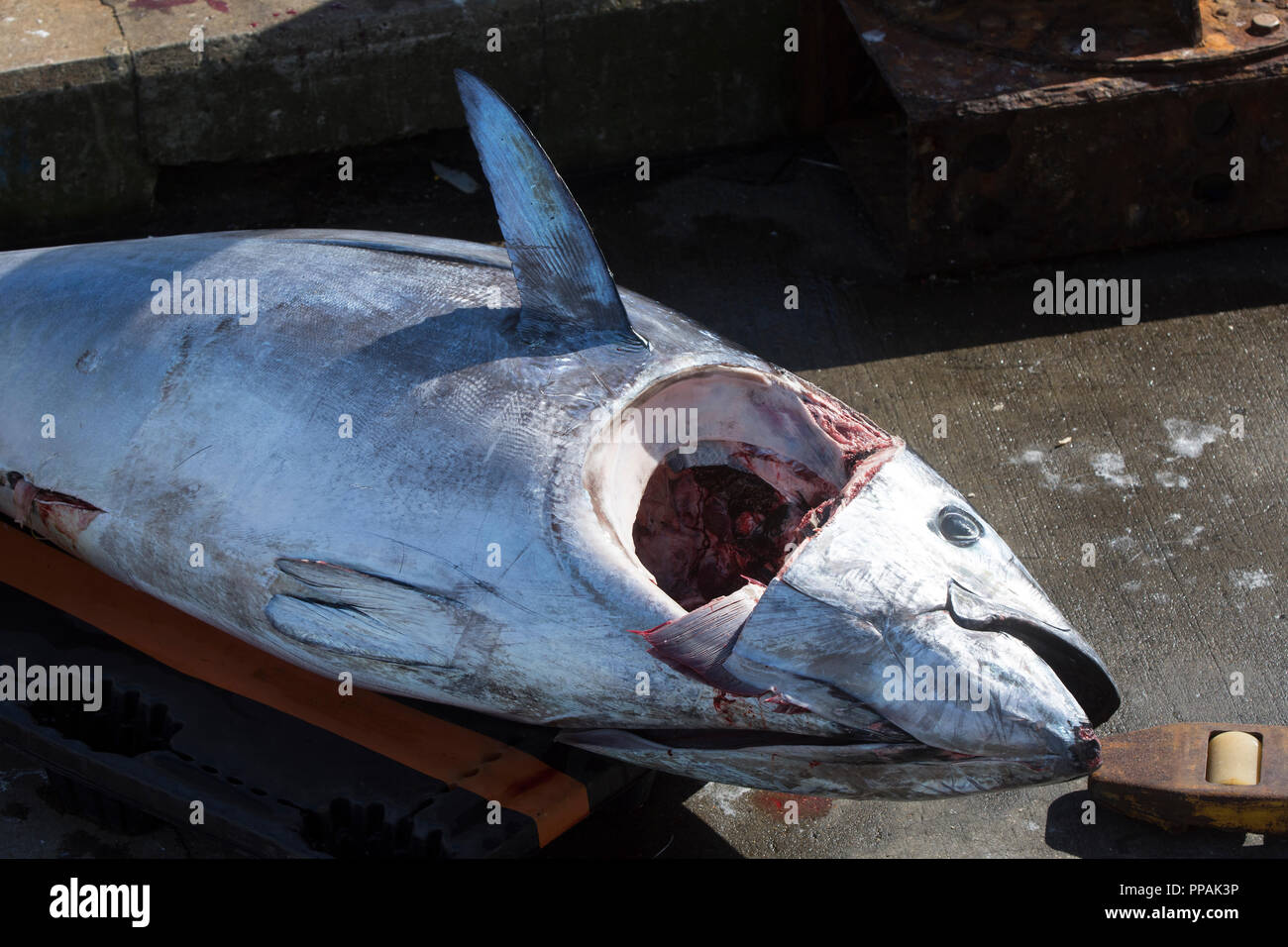 Ein Gelbflossenthun (Thunnus albacares) liegt an der Pier im Hafen von Chatham, Cape Cod, Massachusetts, USA Stockfoto