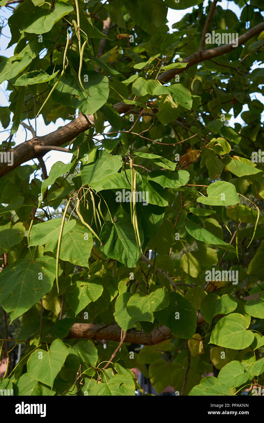 Catalpa bignonioides Baum mit Obst Stockfoto