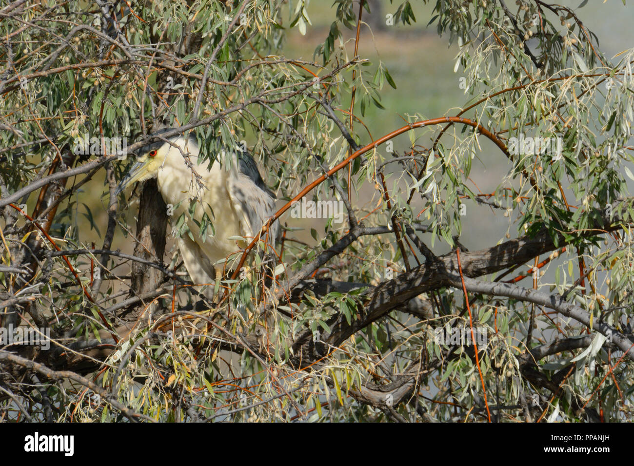 Schwarz gekrönt Nachtreiher Nycticorax nycticorax getarnt oder während auf Niederlassung in Russische Olive Tree thront (Elaeagnus angustifolia) Stockfoto