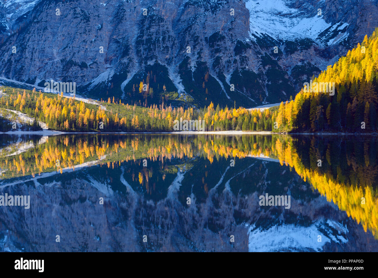 Berg mit bunten Lärchen im See, im Herbst widerspiegelt, Pragser See, Lago di Braies, Pragser Wildsee, Provinz Bozen, Bozen Provinz, Alt Stockfoto