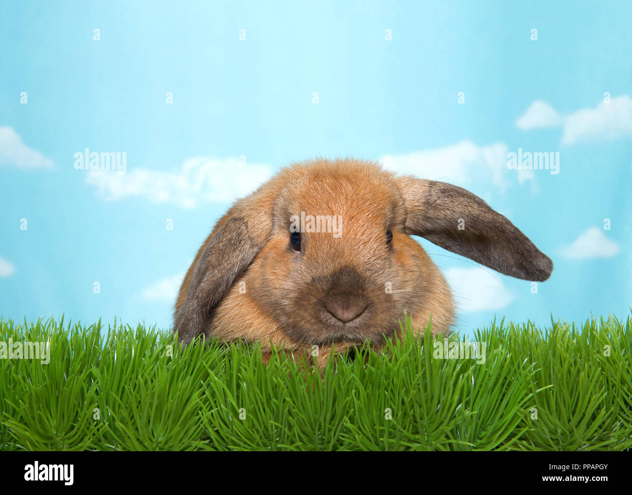 Porträt eines braunen Lop eared Palomino bunny Hase im grünen Gras direkt im Viewer. Blauer Himmel mit Wolken. Stockfoto