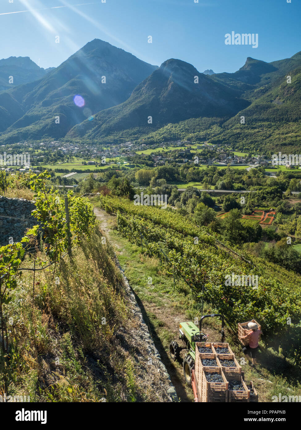 Erntezeit im Bio-Weinberg Les Granges im Aostatal NW Italien, mit Blick auf die Stadt Fenis. Stockfoto