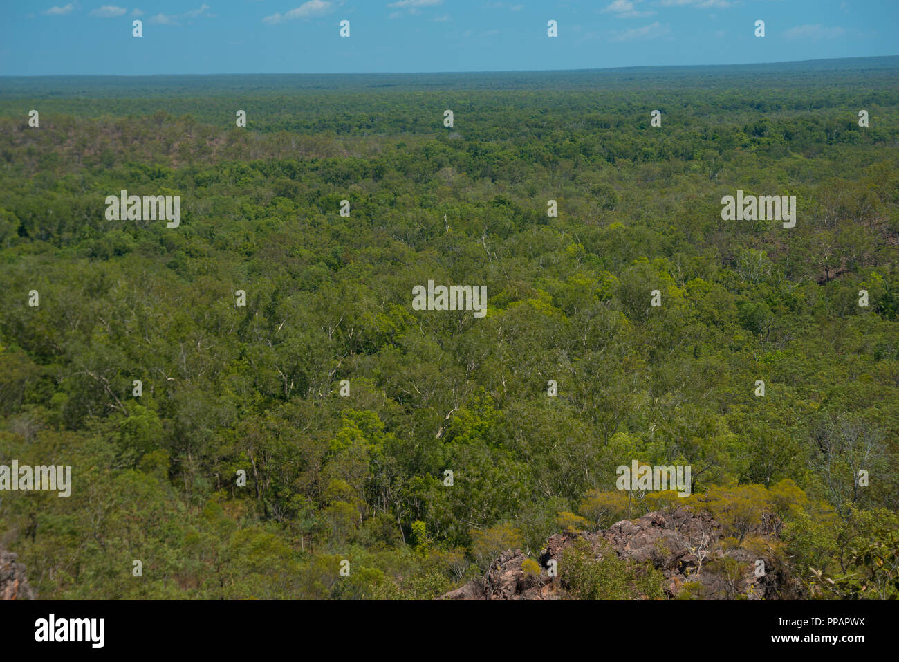 Wald der Litchfield National Park, Australien Stockfoto