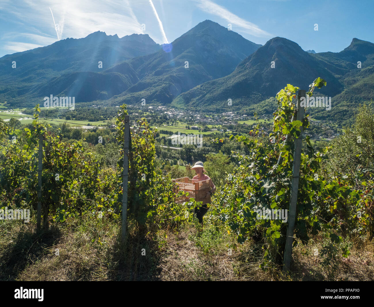 Vorbereitung auf die Lese der Trauben zur Erntezeit im Bio-Weingarten Les Granges im Aostatal NW Italien. Mit Blick auf die Stadt Fenis. Stockfoto