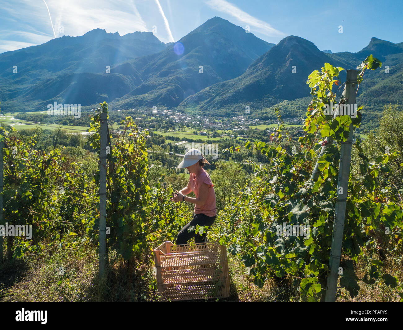 Weinlese im Bio-Weingarten Les Granges im Aostatal NW Italien. Mit Blick auf die Stadt Fenis. Stockfoto