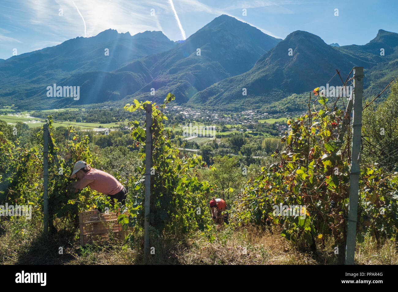 Weinlese im Bio-Weingarten Les Granges im Aostatal NW Italien. Mit Blick auf die Stadt Fenis. Stockfoto