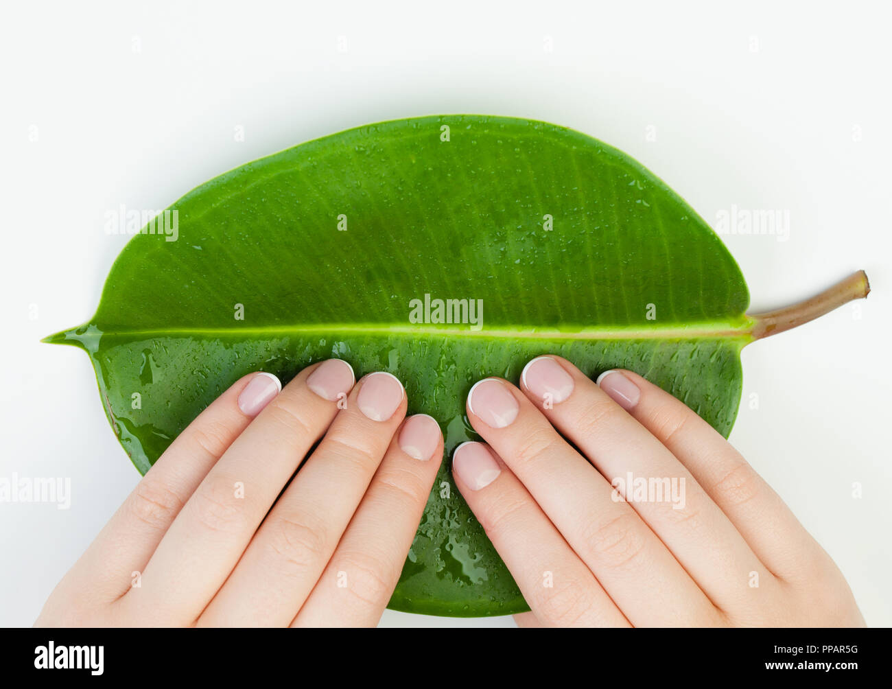 Spa Maniküre. weibliche Hände mit schönen Nägel auf grüne Blätter Stockfoto