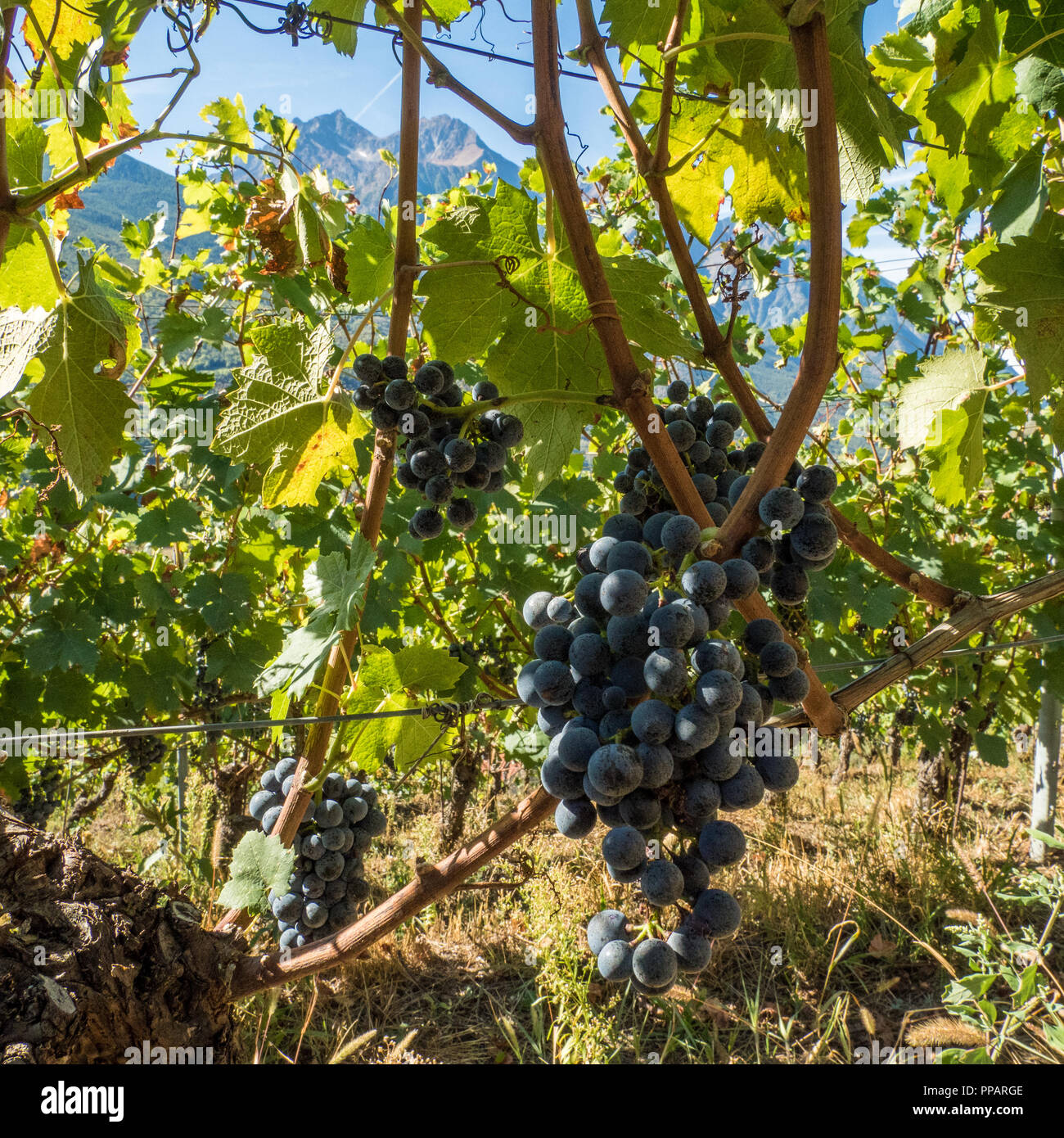 Trauben bereit für die Lese auf Les Granges Bio-Weinberg im Aostatal NW Italien Stockfoto
