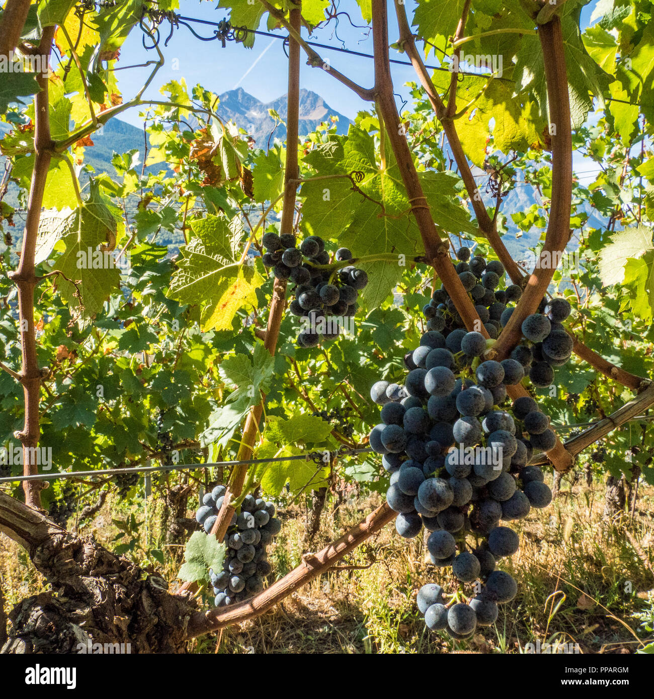 Trauben bereit für die Lese auf Les Granges Bio-Weinberg im Aostatal NW Italien Stockfoto
