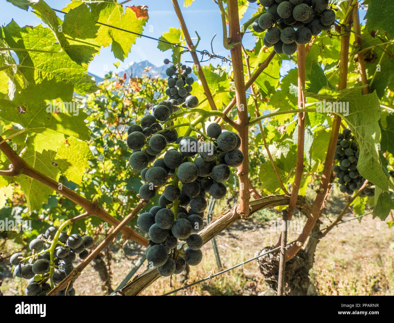 Trauben bereit für die Lese auf Les Granges Bio-Weinberg im Aostatal NW Italien Stockfoto