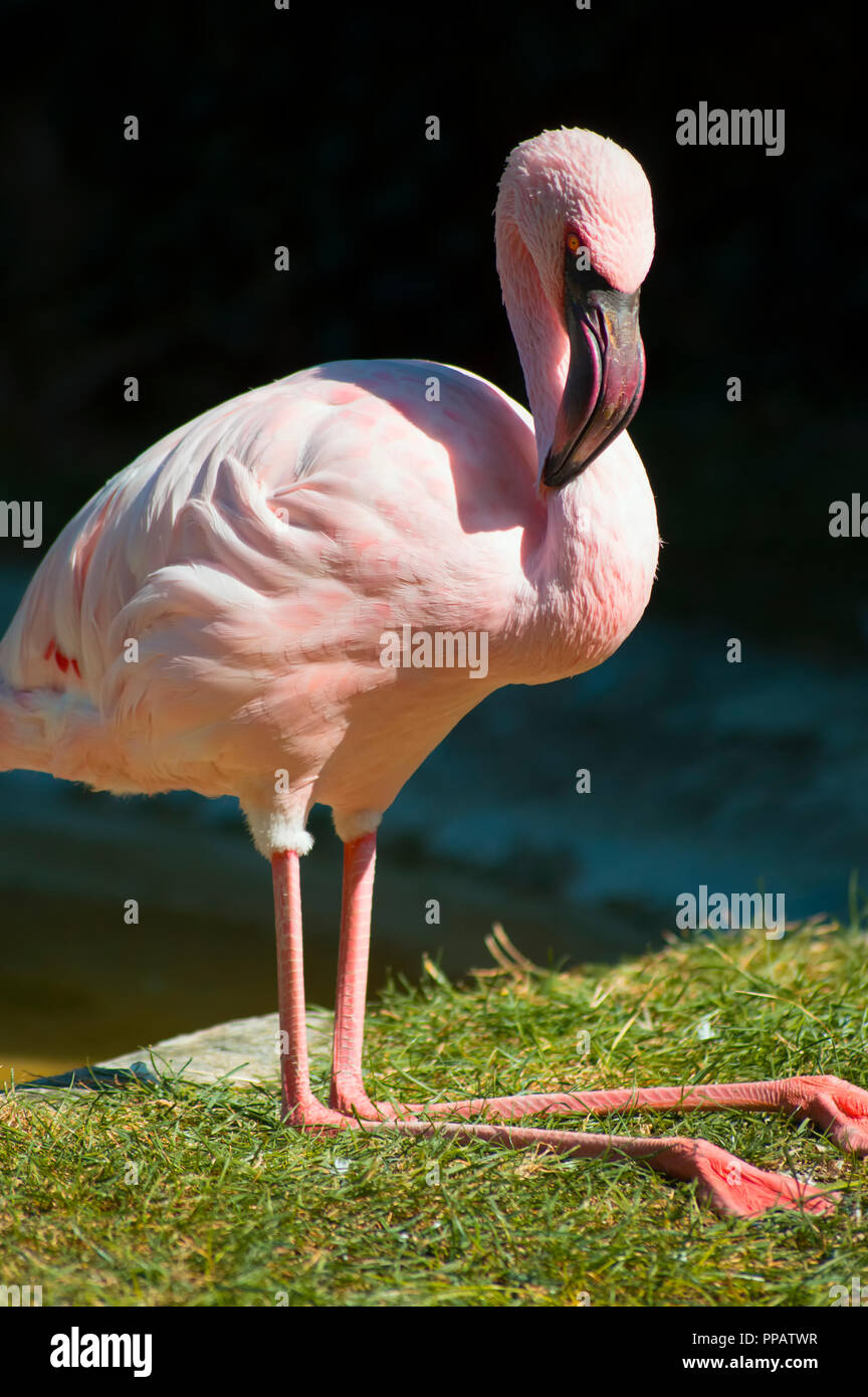 Rosa Flamingo in der ersten Photo Plan posing Stockfoto