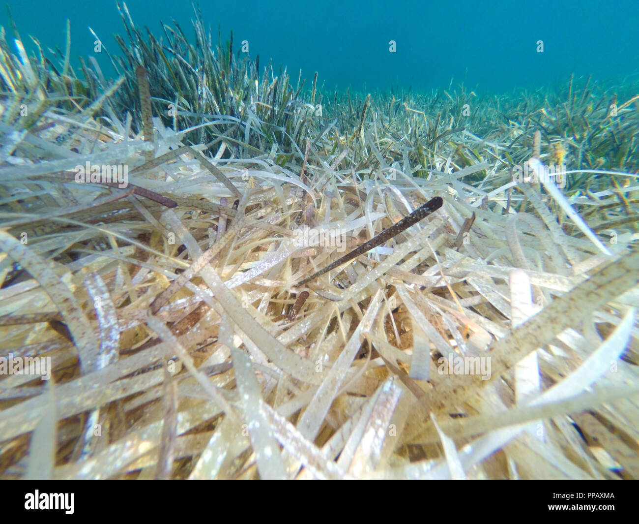 Unter dem Meer Wasser mit Mediterranen, Seegras Posidonia oceanica Stockfoto