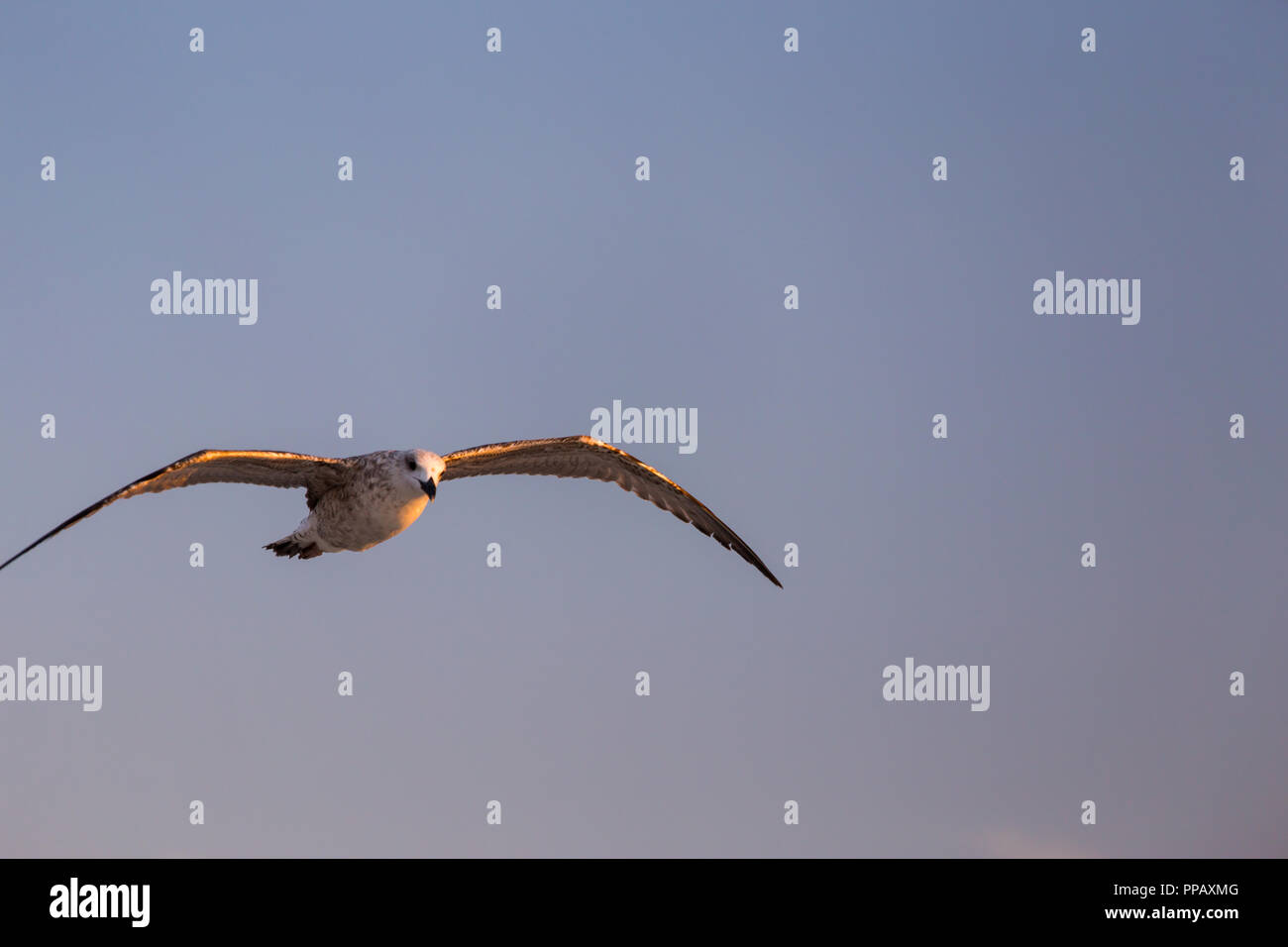 Möwe in Richtung Kamera fliegen für eine Nahaufnahme frontal Foto auf dem Hintergrund der blauen Himmel mit Kopie Platz für Text. Stockfoto