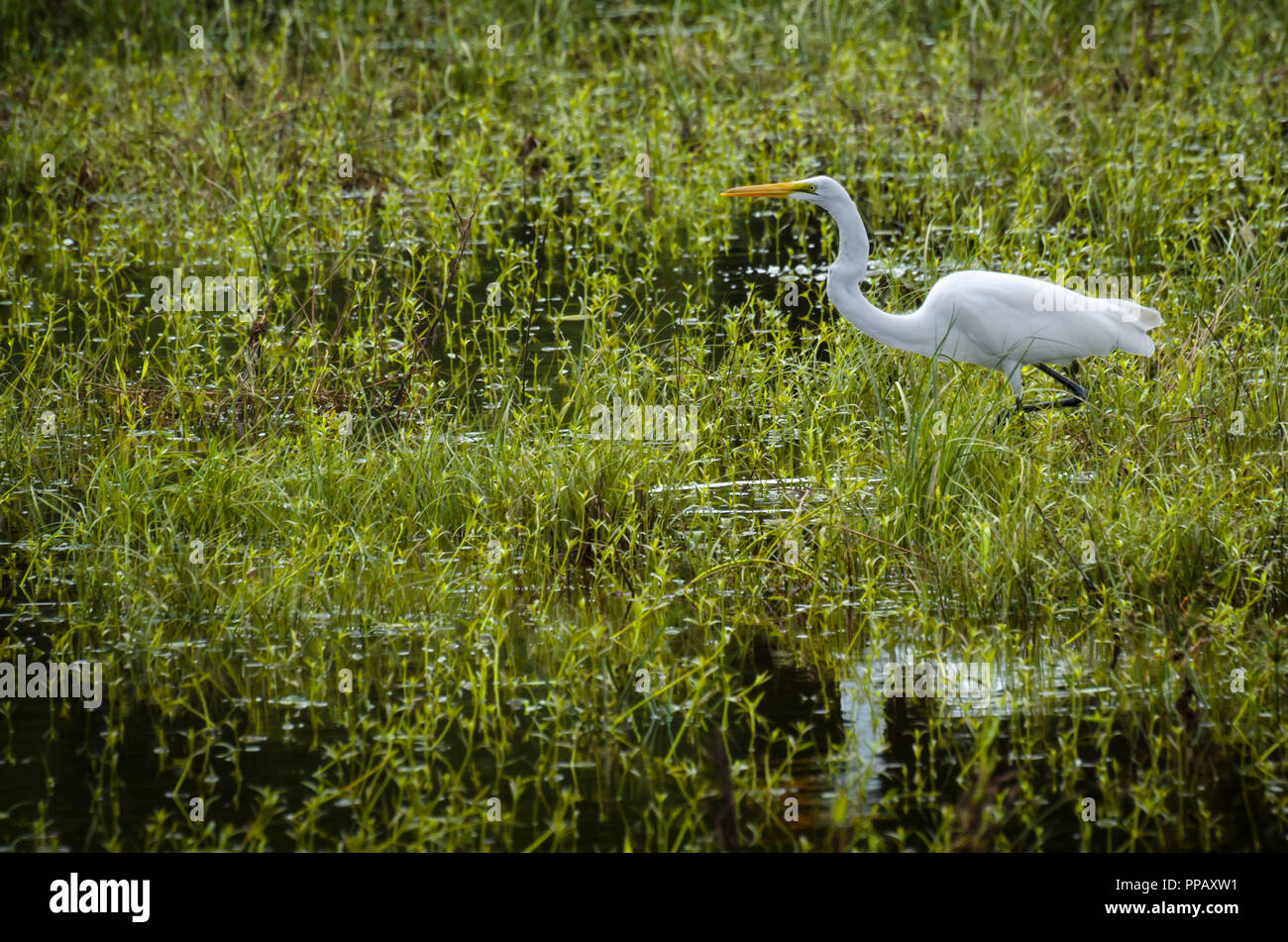 Silberreiher Grünfutter in überschwemmten Gräser und Marsh Stockfoto