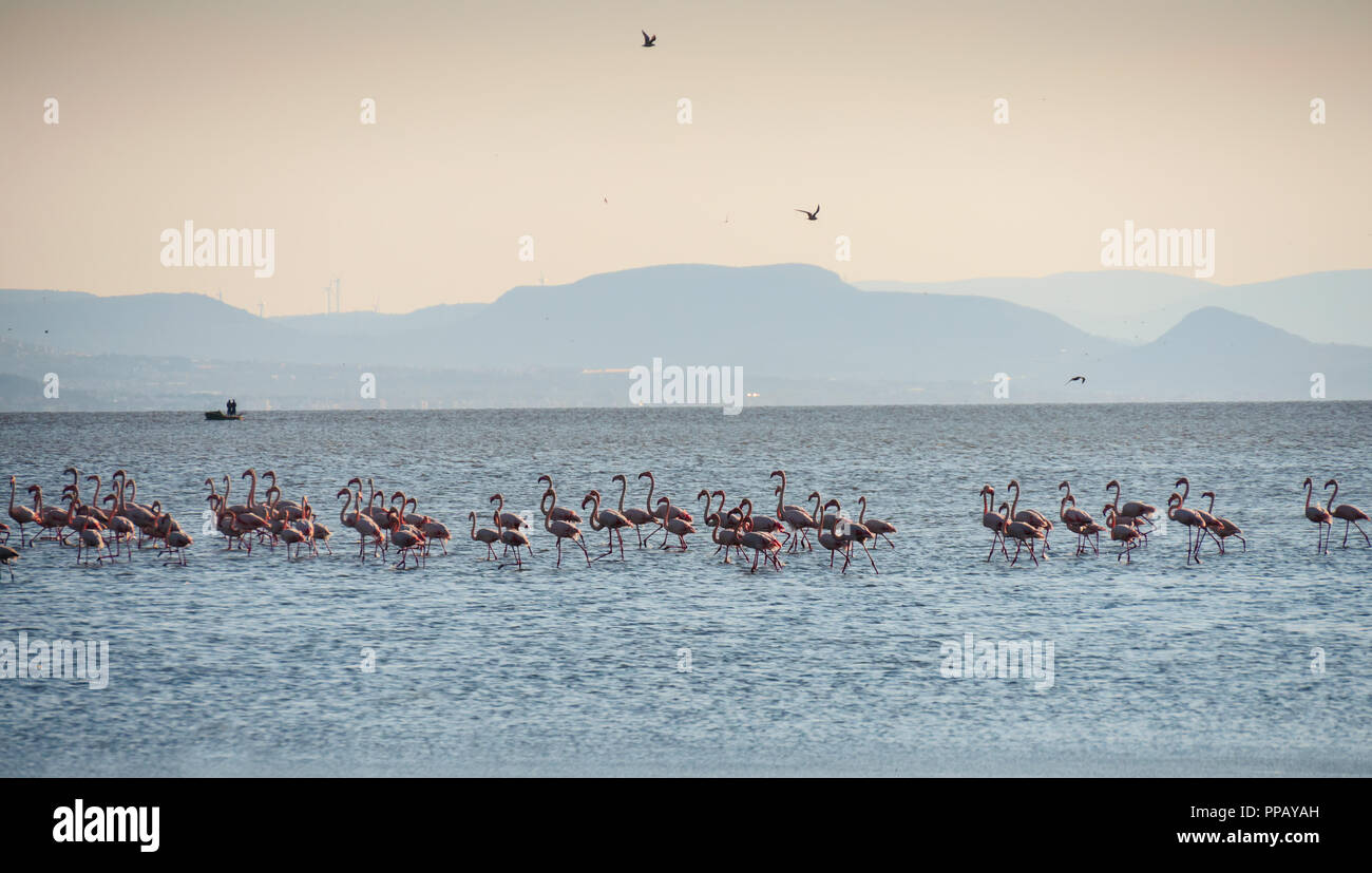 Ständigen Flamingo Vogel Gruppe auf dem Salzwasser in Izmir, Türkei. Reisen, Tourismus, Izmir, Türkei Stockfoto