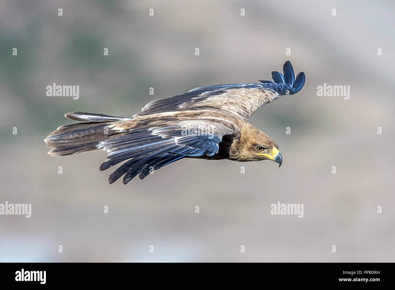 Schwarzmilan, MILVUS MIGRANS, Lalibela, Äthiopien Stockfoto