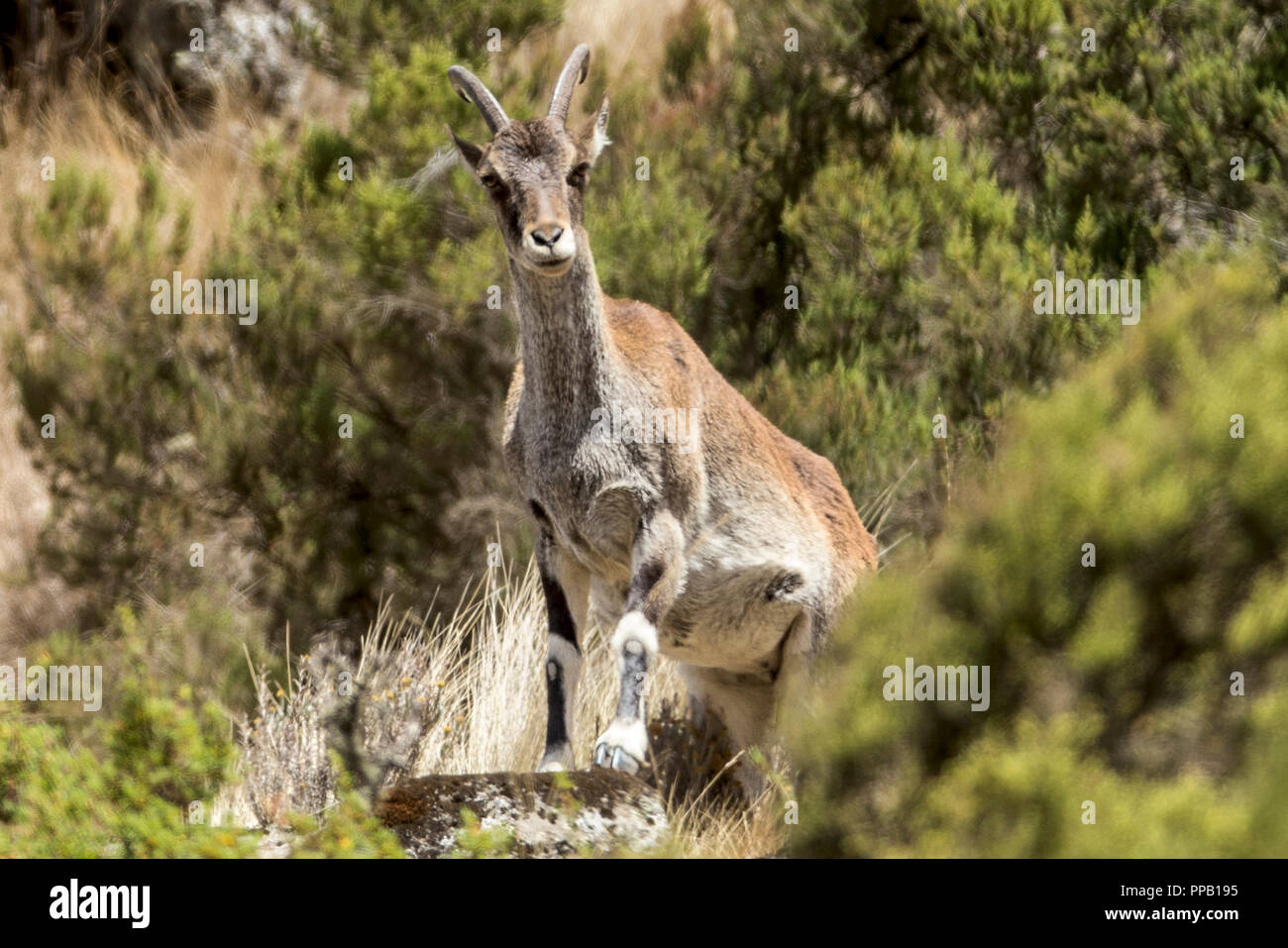 Weibliche Walia Steinbock, aka aka Abessinier, (Capra ibex walie). Simiens Nationalpark, Äthiopien. Stockfoto