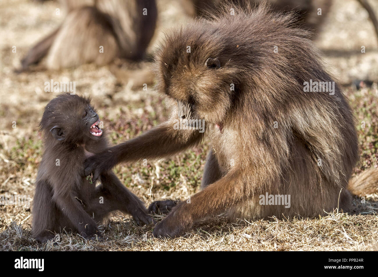 Mutter wegdrückt Säugling zum Säugen stoppen. Gelada baboon, alte Welt Affe, Theropithecus gelada aka Bluten - Herz Monkey. simiens Nationalpark, Äthiopien Stockfoto