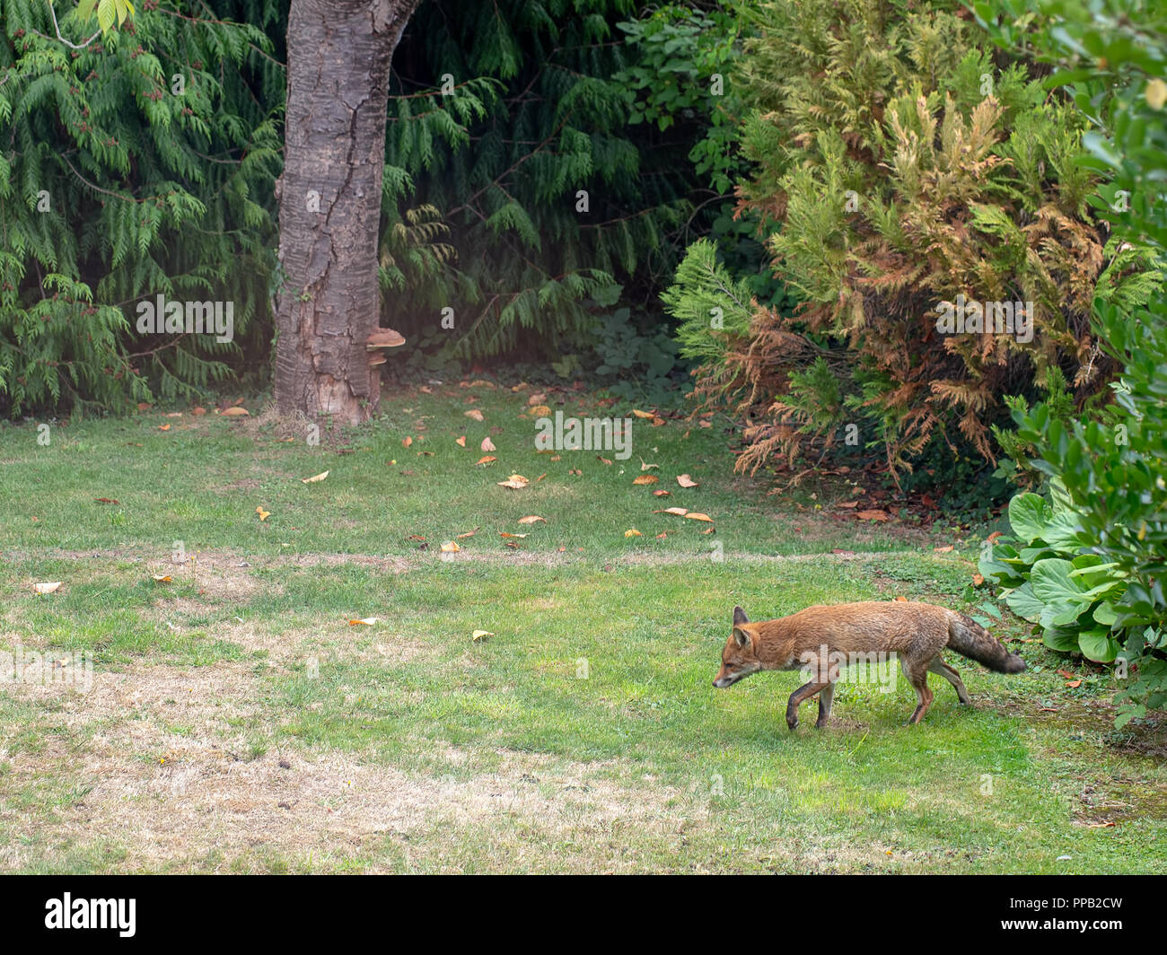 London UK, urban Fox, Wildschweinen, im Garten spazieren zu gehen. Vulpes vulpes. Stockfoto