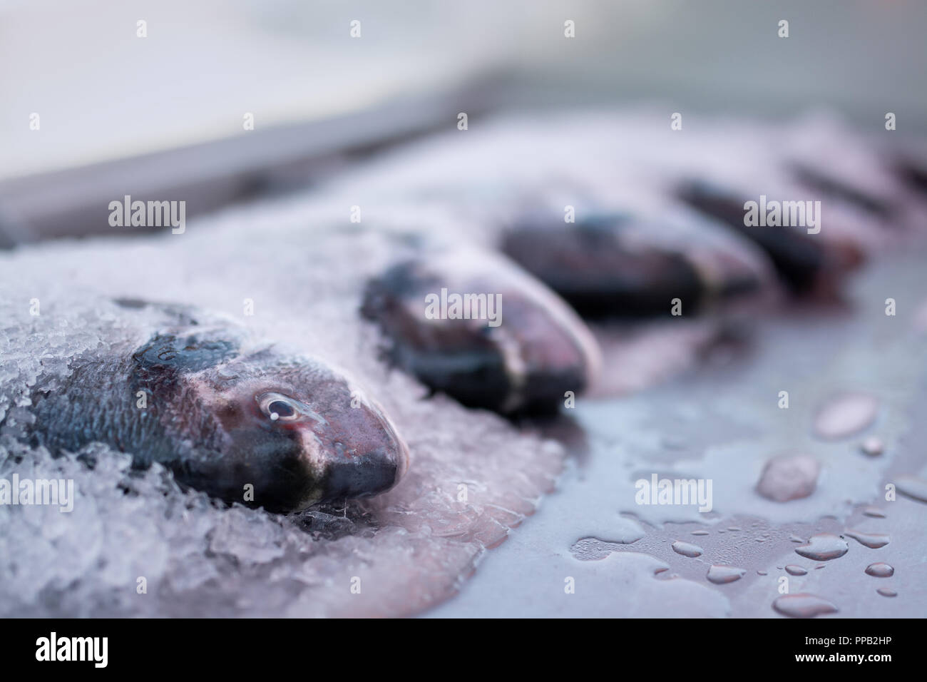 Eine Anzeige der Fisch auf Eis an einer französischen Fischmarkt Stockfoto