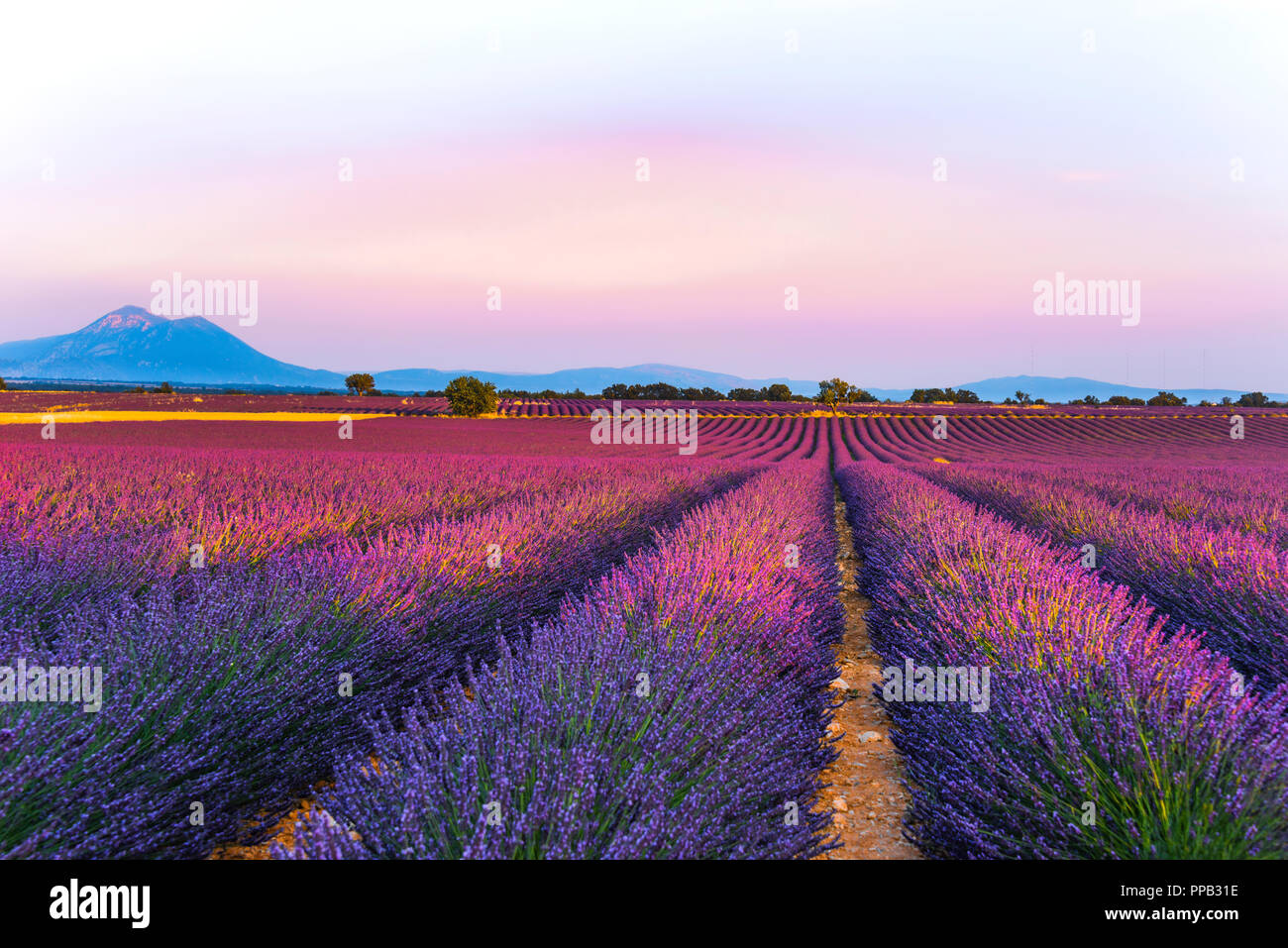 Lavendel Felder bei Sonnenuntergang in der Region Valensole, Provence, Frankreich, goldenen Stunde, intensive Farbe im Abendlicht Stockfoto