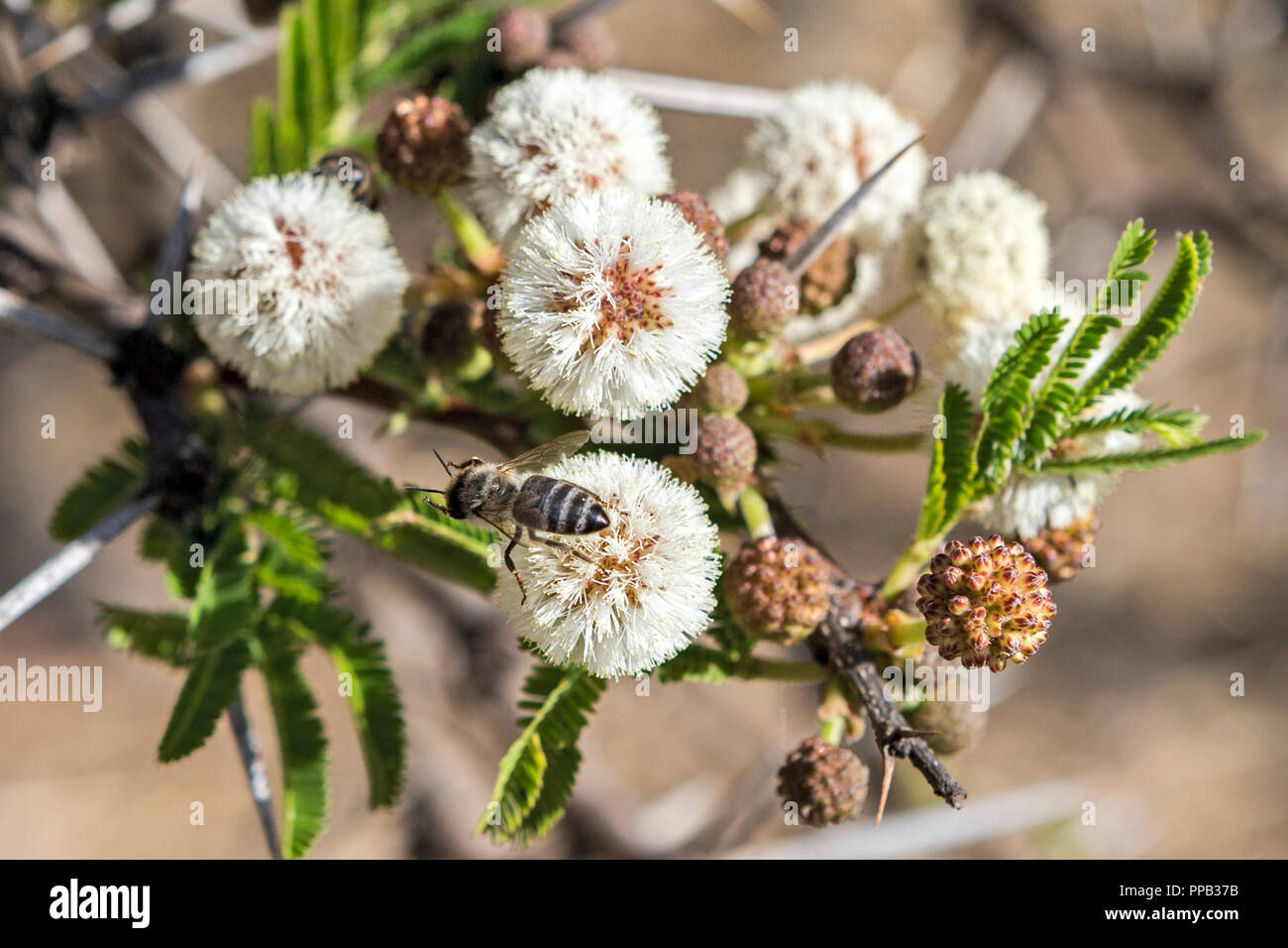 Die Fütterung der Bienen auf Blumen, Akazie in der Nähe von Gondar, Äthiopien Stockfoto