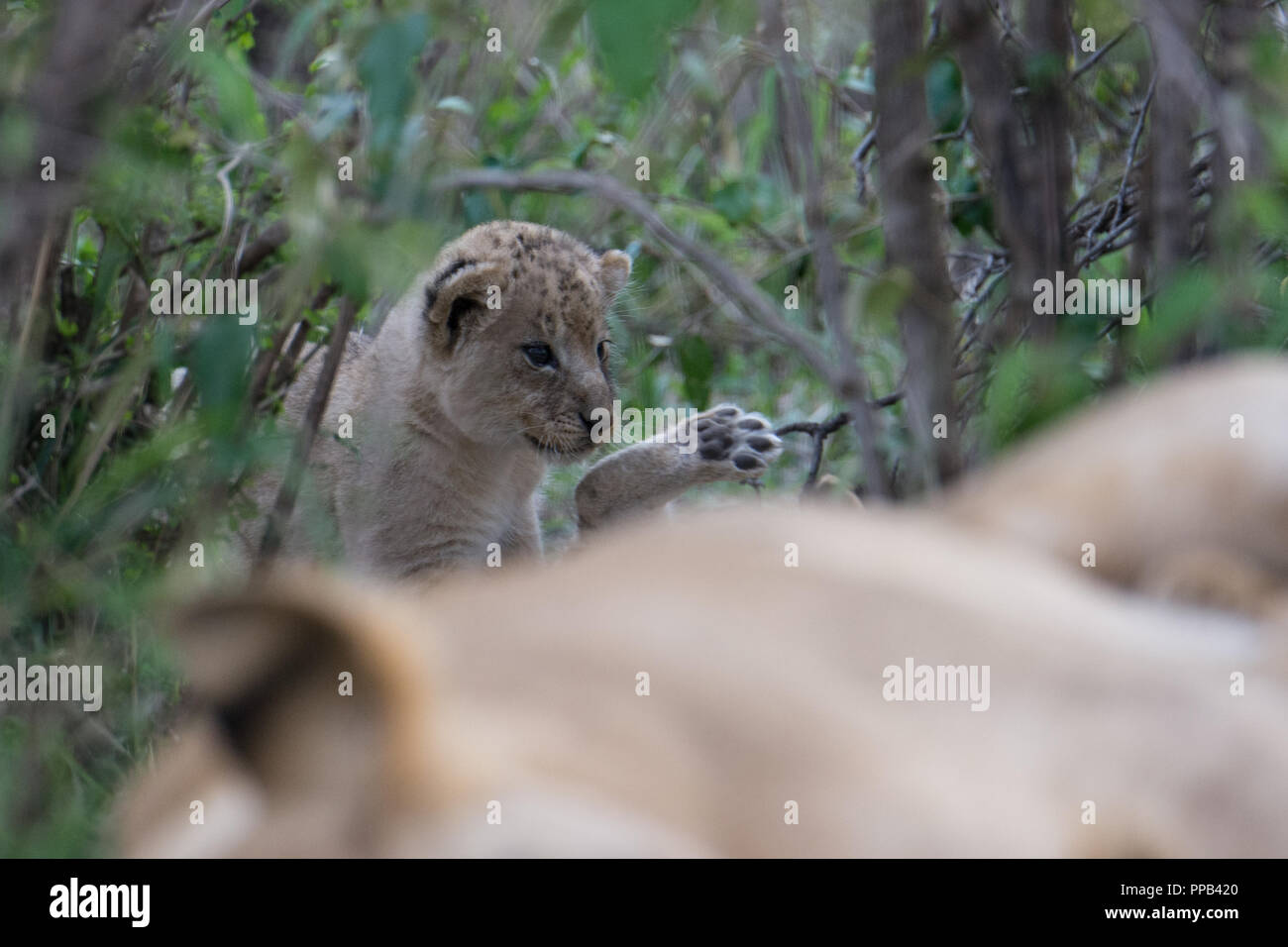 Sehr junge lion Cub (Panthera leo) spielt mit der Familie in der Masai Mara, Kenia Stockfoto