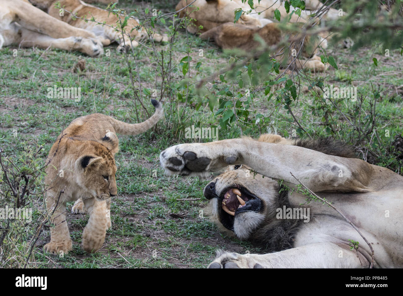 Lion cub spielen mit Erwachsenen Löwe (Panthera leo) in der Masai Mara, Kenia Stockfoto