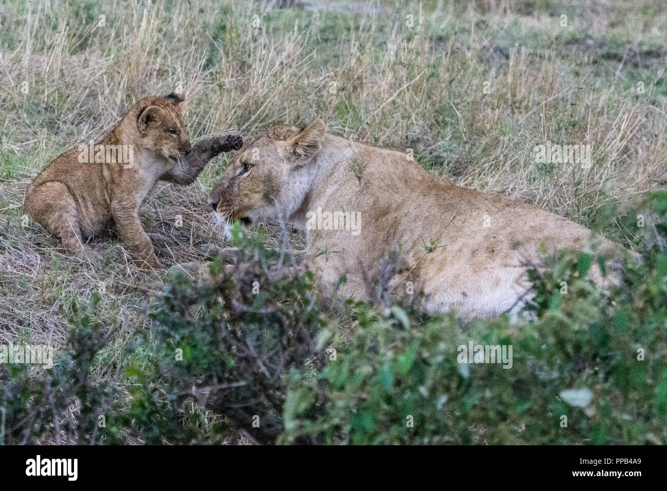 Lion cub spielen mit Erwachsenen Löwe (Panthera leo) in der Masai Mara, Kenia Stockfoto