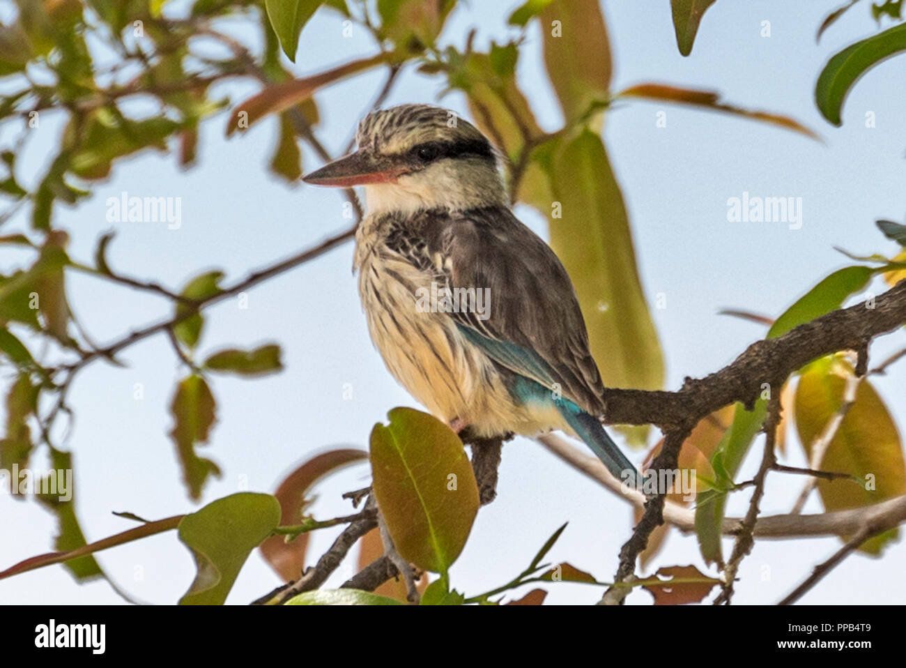 Gestreifte Kingfisher (Halcyon chelicuti) ist eine Pflanzenart aus der Unterfamilie der Baum Kingfisher, Tis Aby, Äthiopien Stockfoto