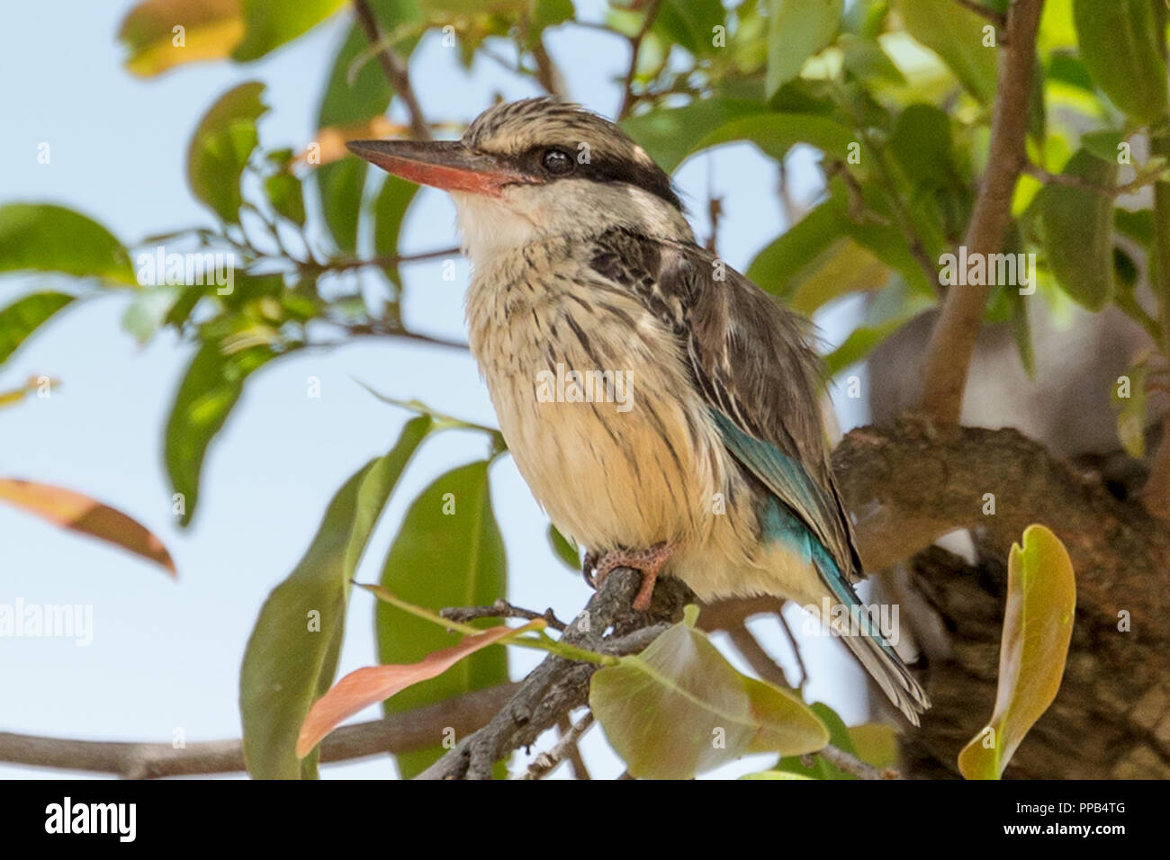 Gestreifte Kingfisher (Halcyon chelicuti) ist eine Pflanzenart aus der Unterfamilie der Baum Kingfisher, Tis Aby, Äthiopien Stockfoto