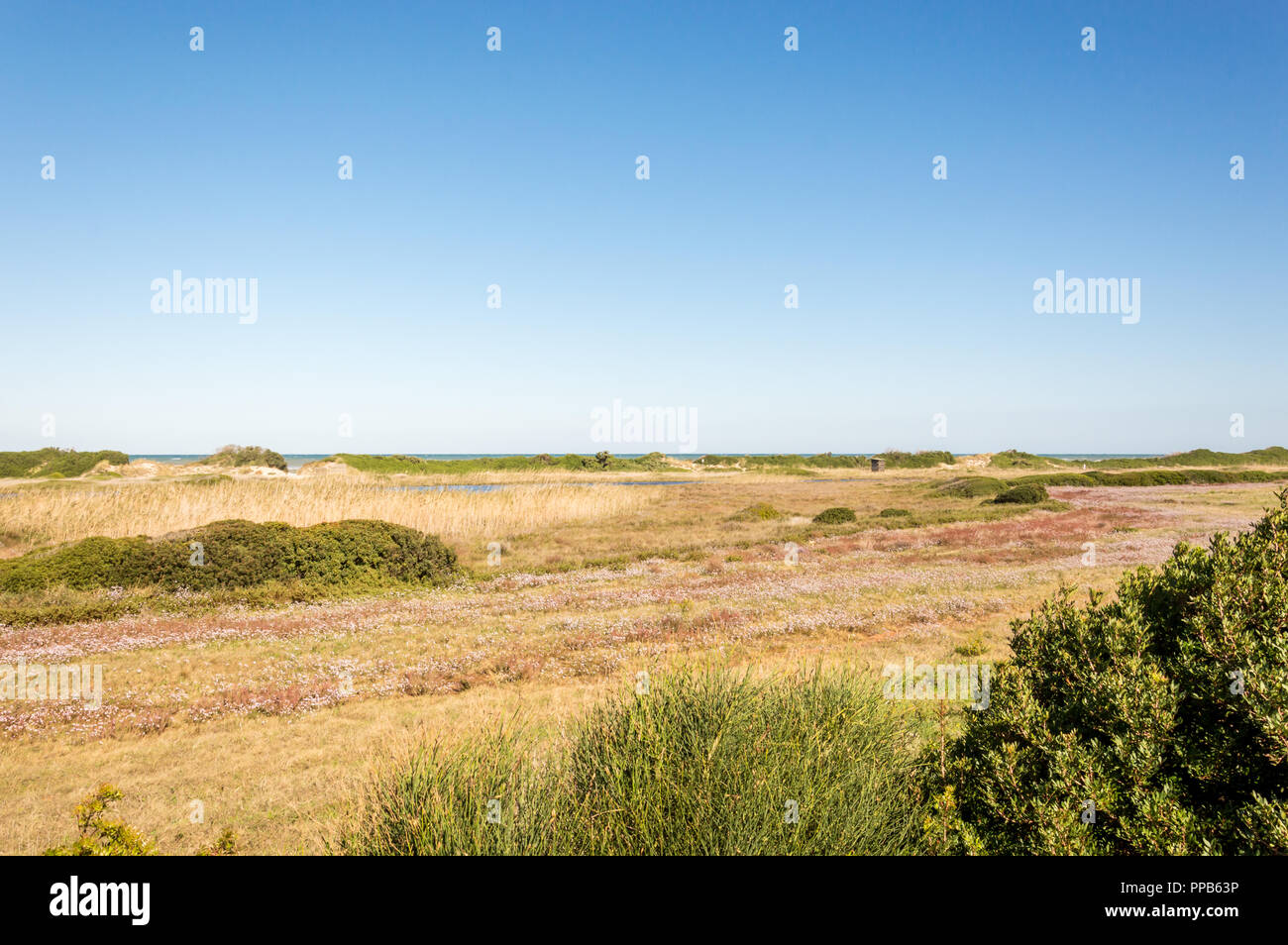 Coastal dune Naturpark an der Küste von Ostuni im Salento an der Adria Stockfoto