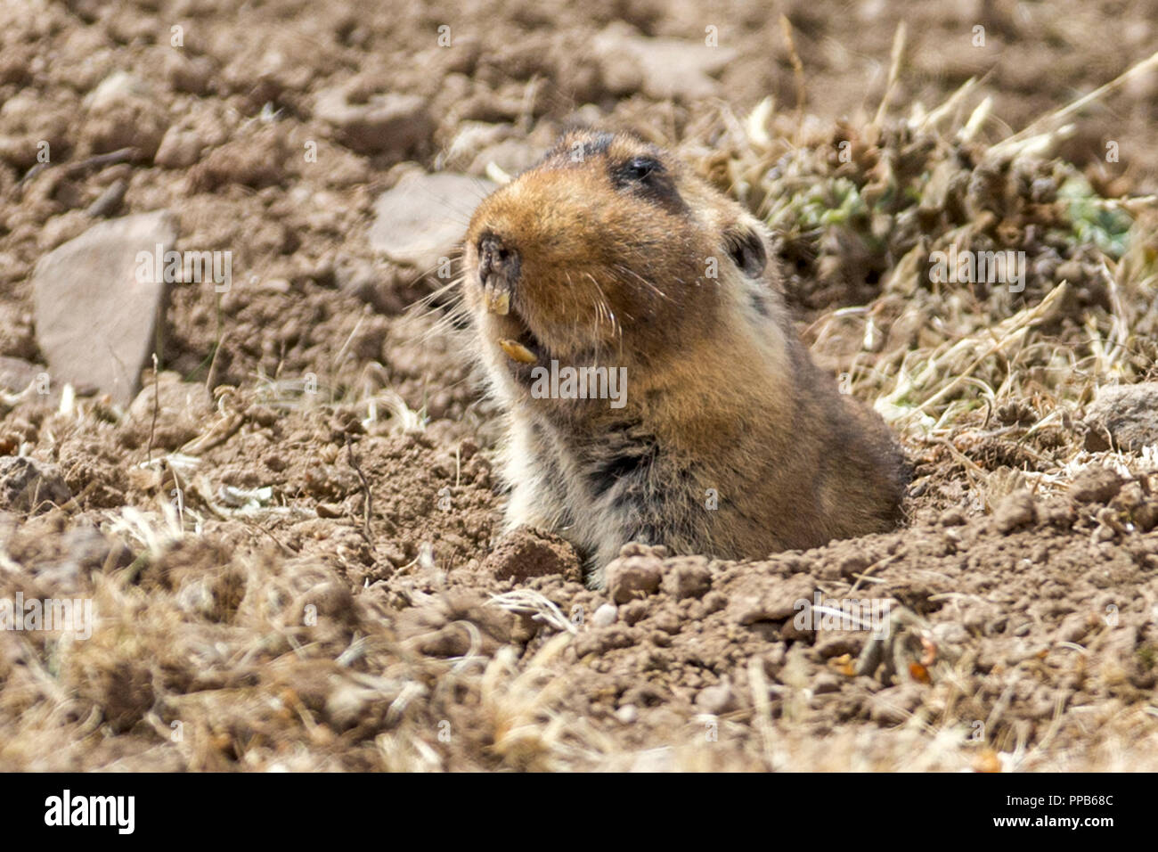 Riesige MoleRat, aka bigheaded African mole Ratte, Giant rootRatte