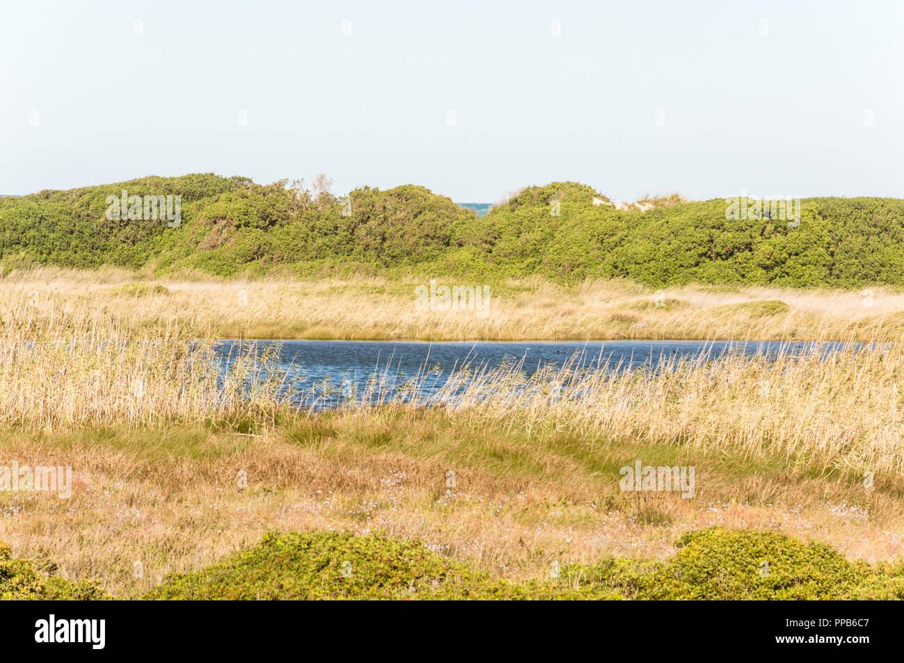 Coastal dune Naturpark an der Küste von Ostuni im Salento an der Adria Stockfoto