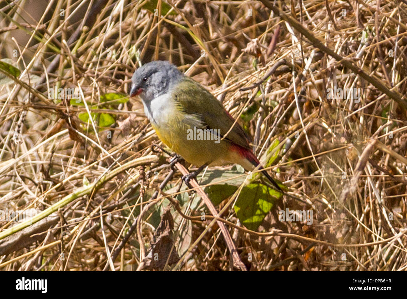 Yellow-bellied Waxbill (Coccopygia quartinia) Arten von estrildid Finch, Bale Berge, Äthiopien Stockfoto