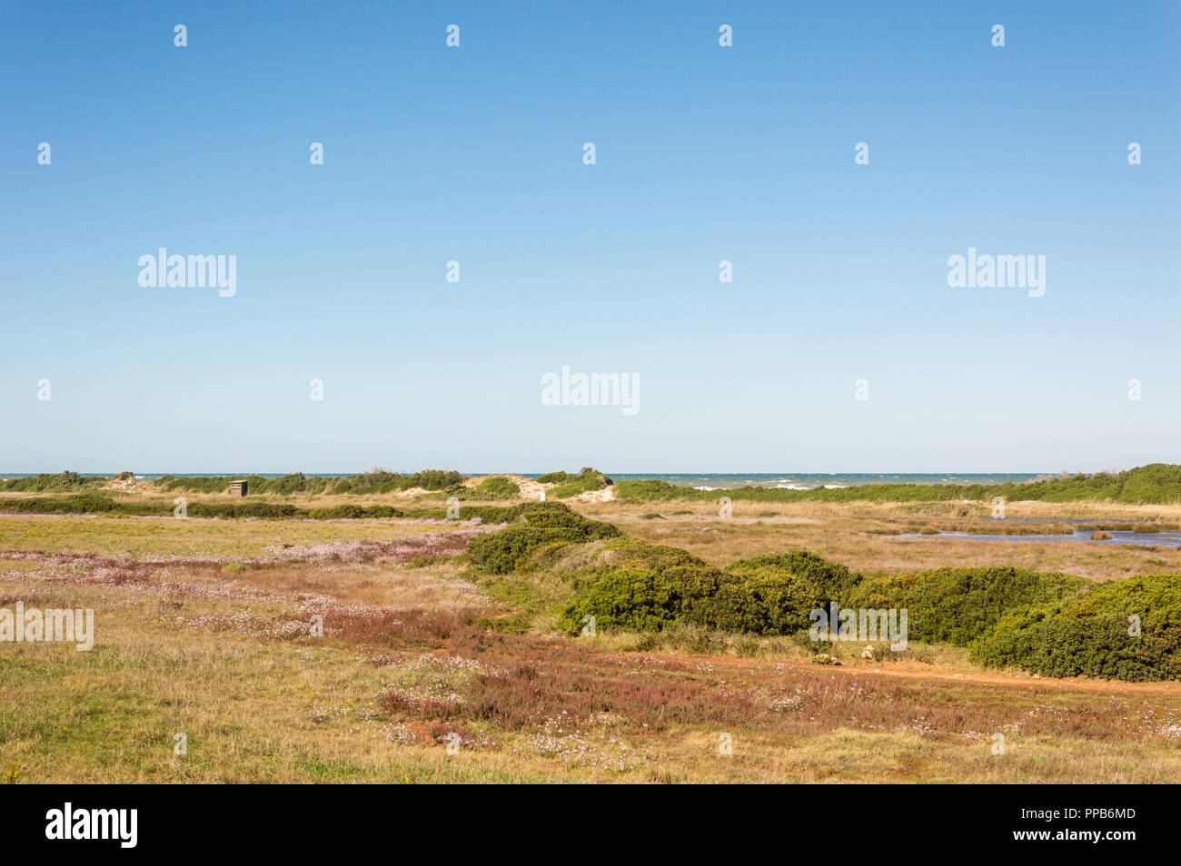 Coastal dune Naturpark an der Küste von Ostuni im Salento an der Adria Stockfoto