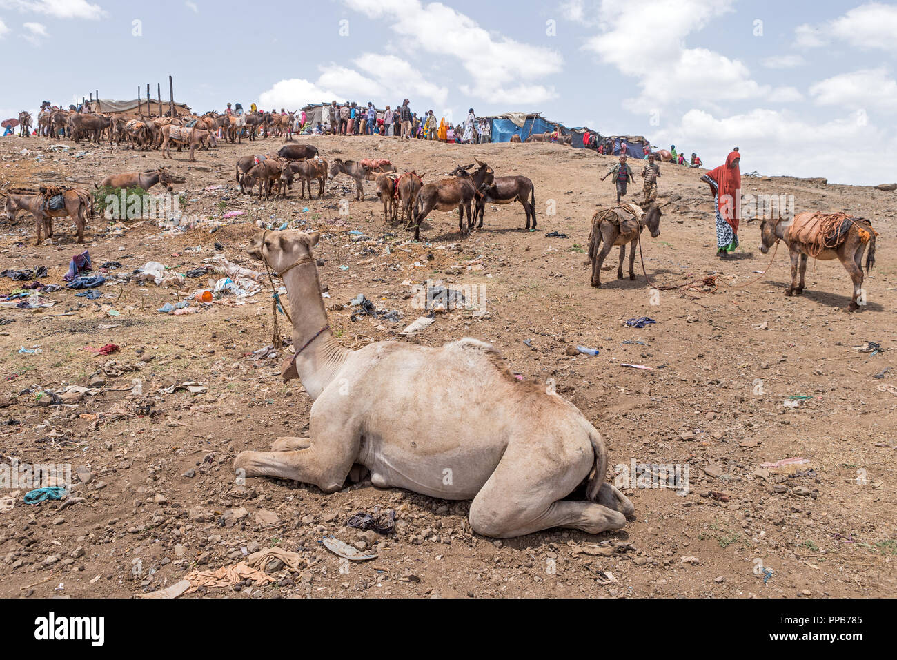 Kamel und Esel, Dolo Mena-Markt, Oromia Region, Äthiopien Stockfoto