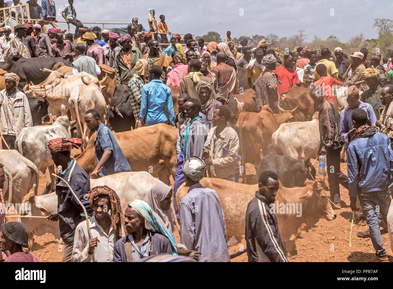 Dolo Mena-Markt, Oromia Region, Äthiopien. Viehmarkt. Stockfoto