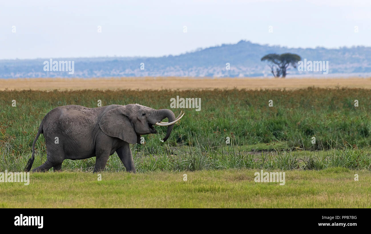 Afrikanischer Elefant (Loxodonta africana) am Sumpf, Amboseli National Park, Kenia Stockfoto