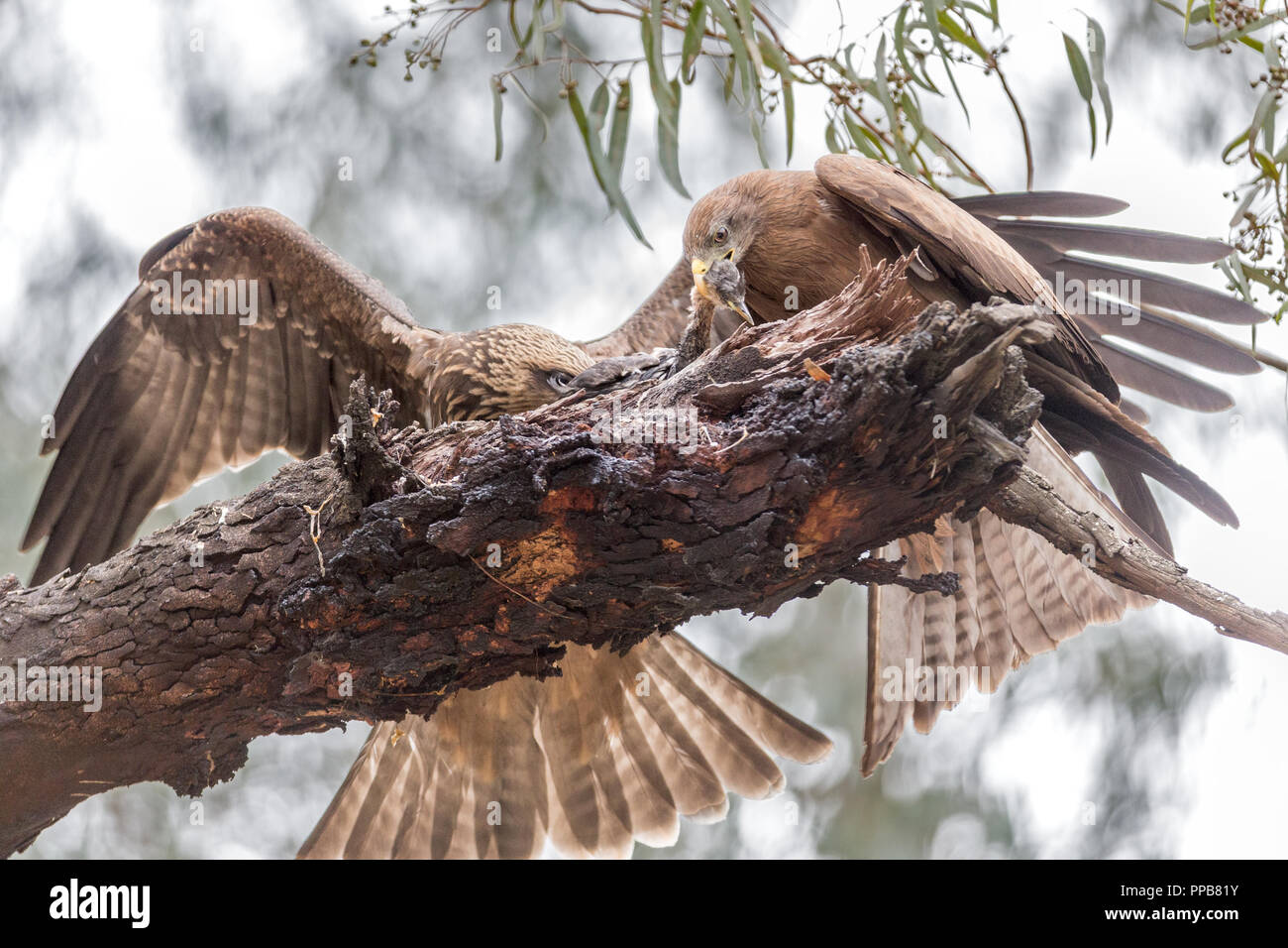 Yellow-billed Kite, Milvus aegyptius, mit jugendlicher Kämpfen und Fütterung auf ein Long-tailed (Reed) Kormoran. Microcarbo Africanus, in der Nähe von vulkanischen See, Stockfoto