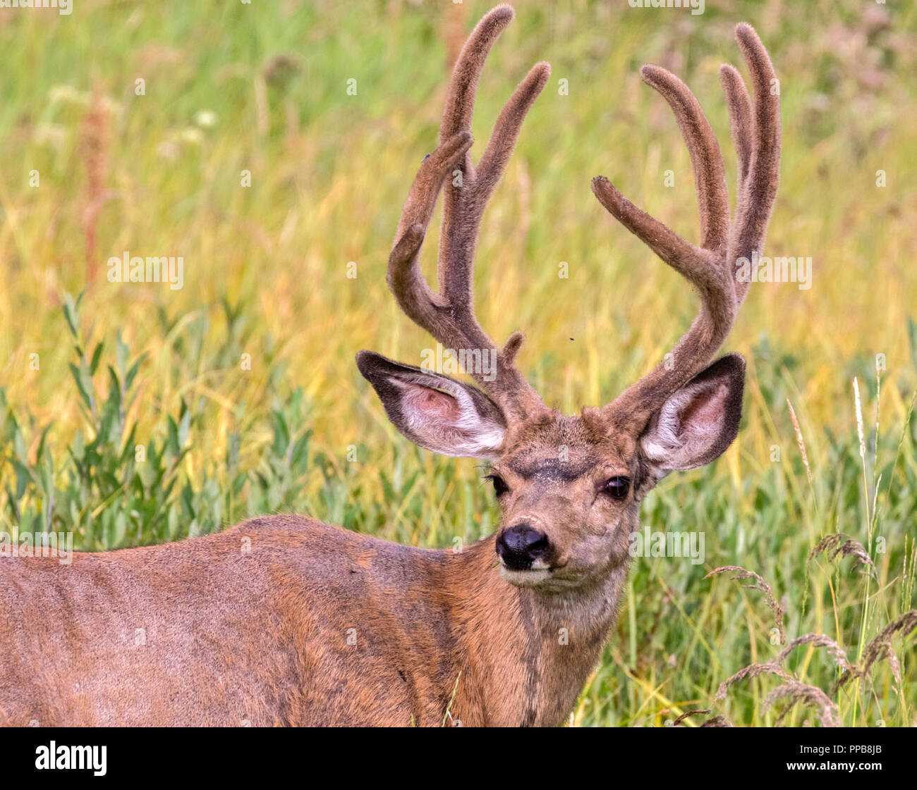 Portrait der männlichen Hirsch im Abendlicht Stockfoto