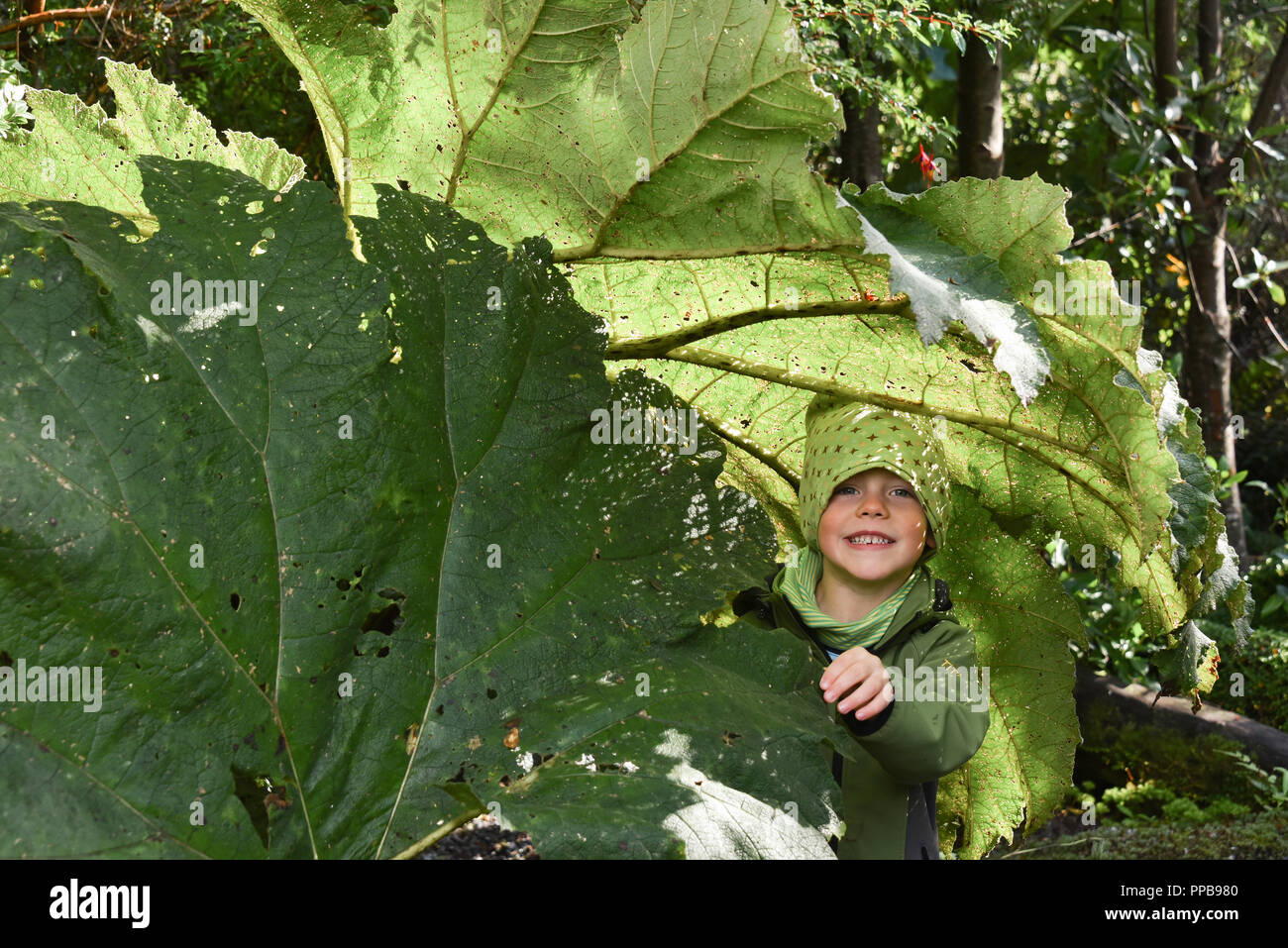 Little Boy unter riesigen Rhabarber (Gunnera manicata), El Bosque Encantado, gemäßigten Regenwald mit Moos und Flechten Stockfoto