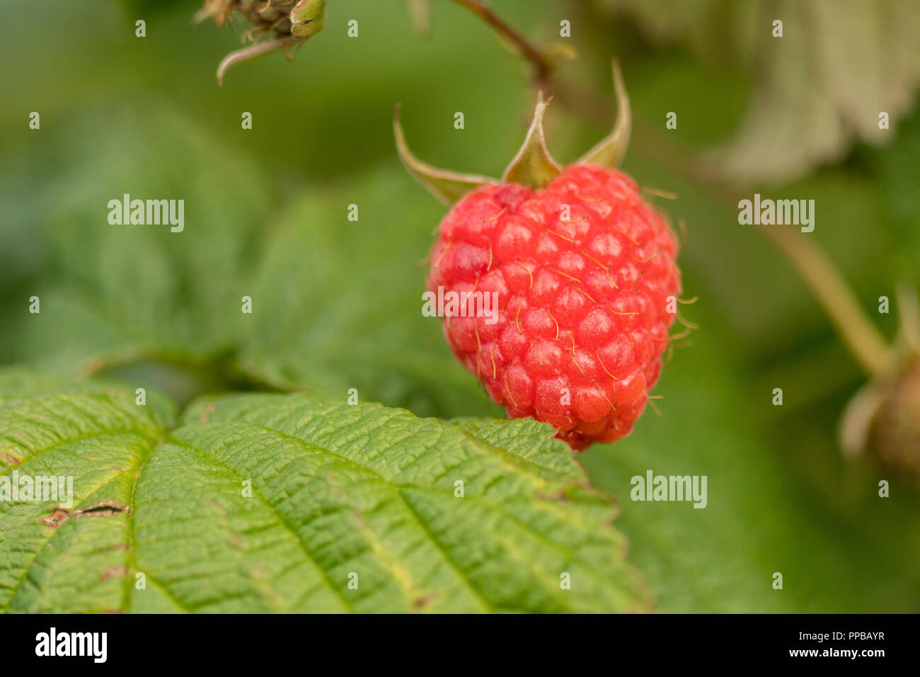 Single Himbeere hängend an einem Busch Stockfoto