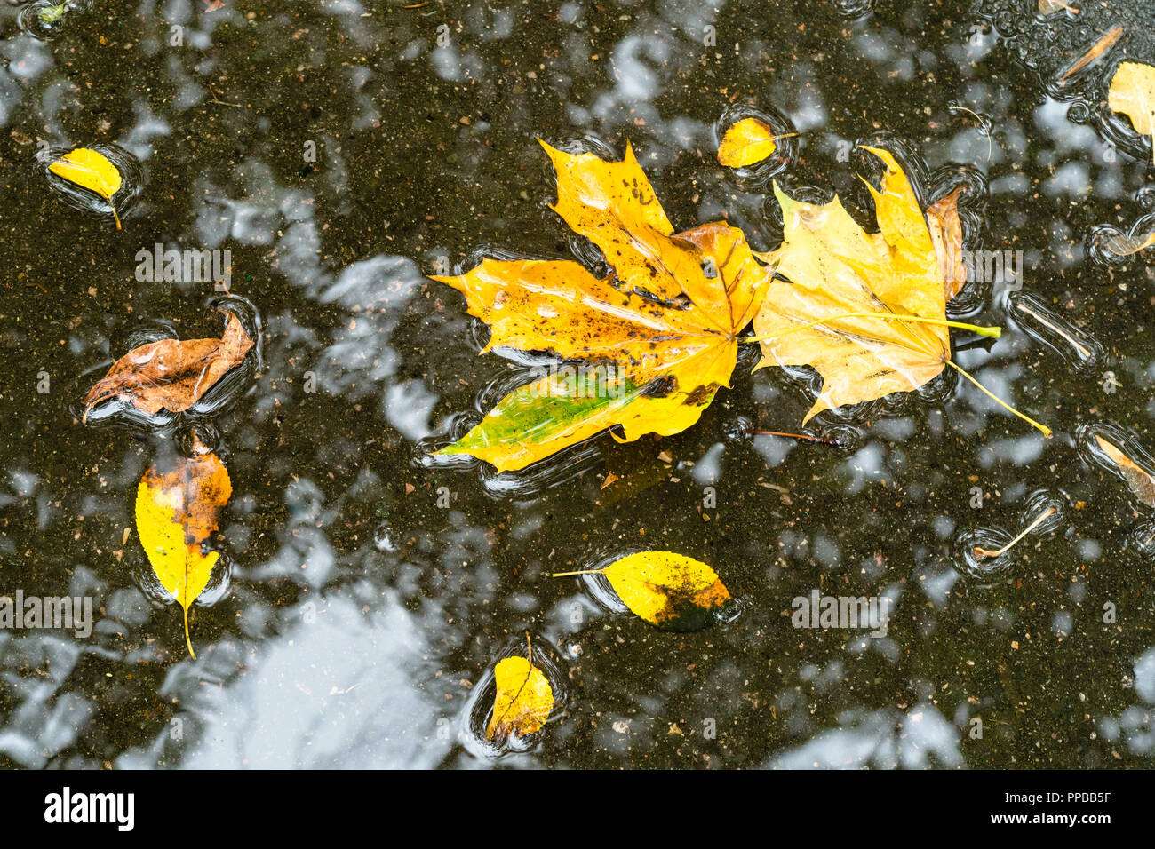 Schwimmende gelbe Blätter von Maple Tree in der Pfütze auf Asphalt Straße im Herbst regen Stockfoto