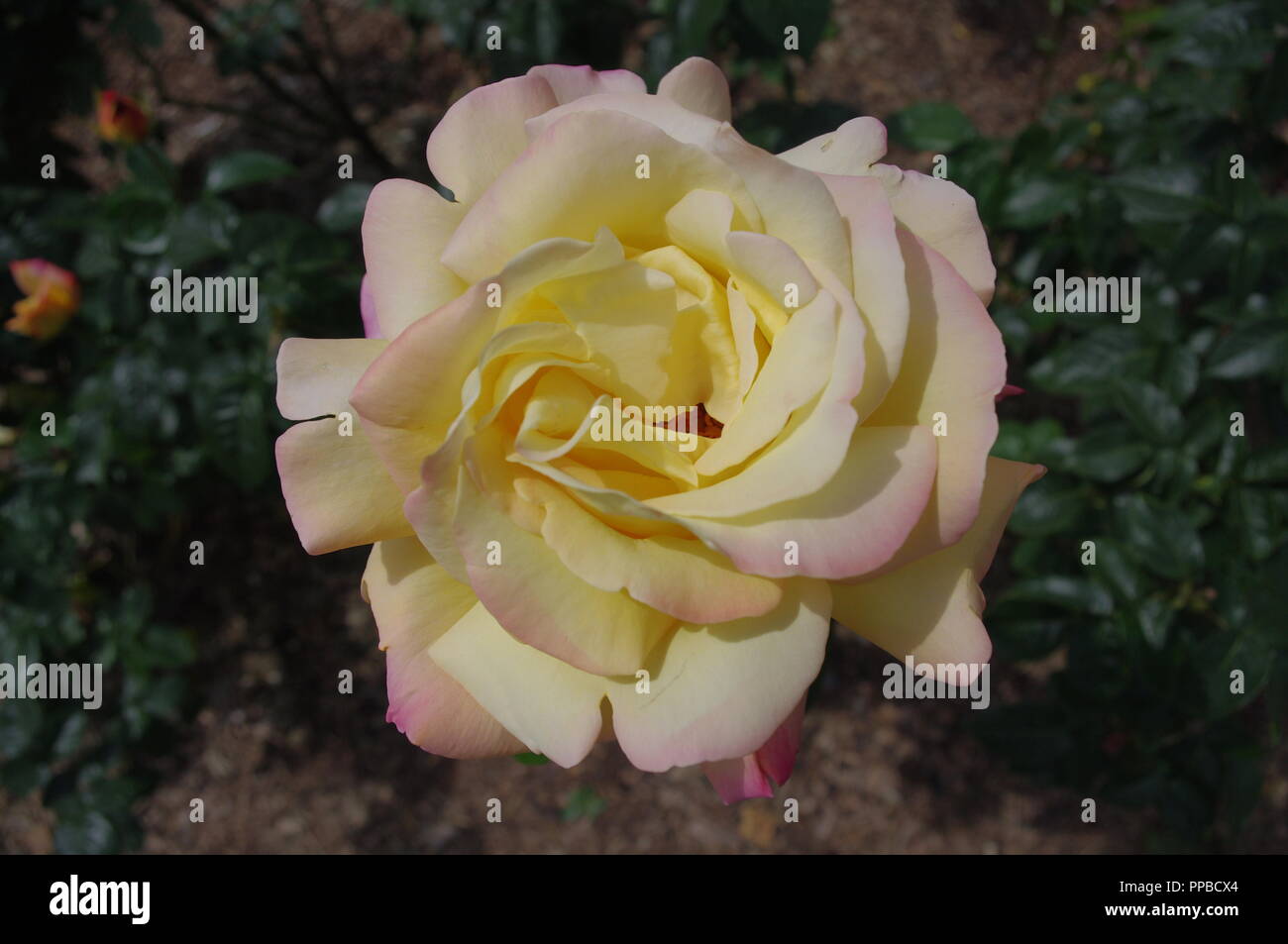 Frieden Rose in voller Blüte in Blenheim Rose Garden Stockfoto