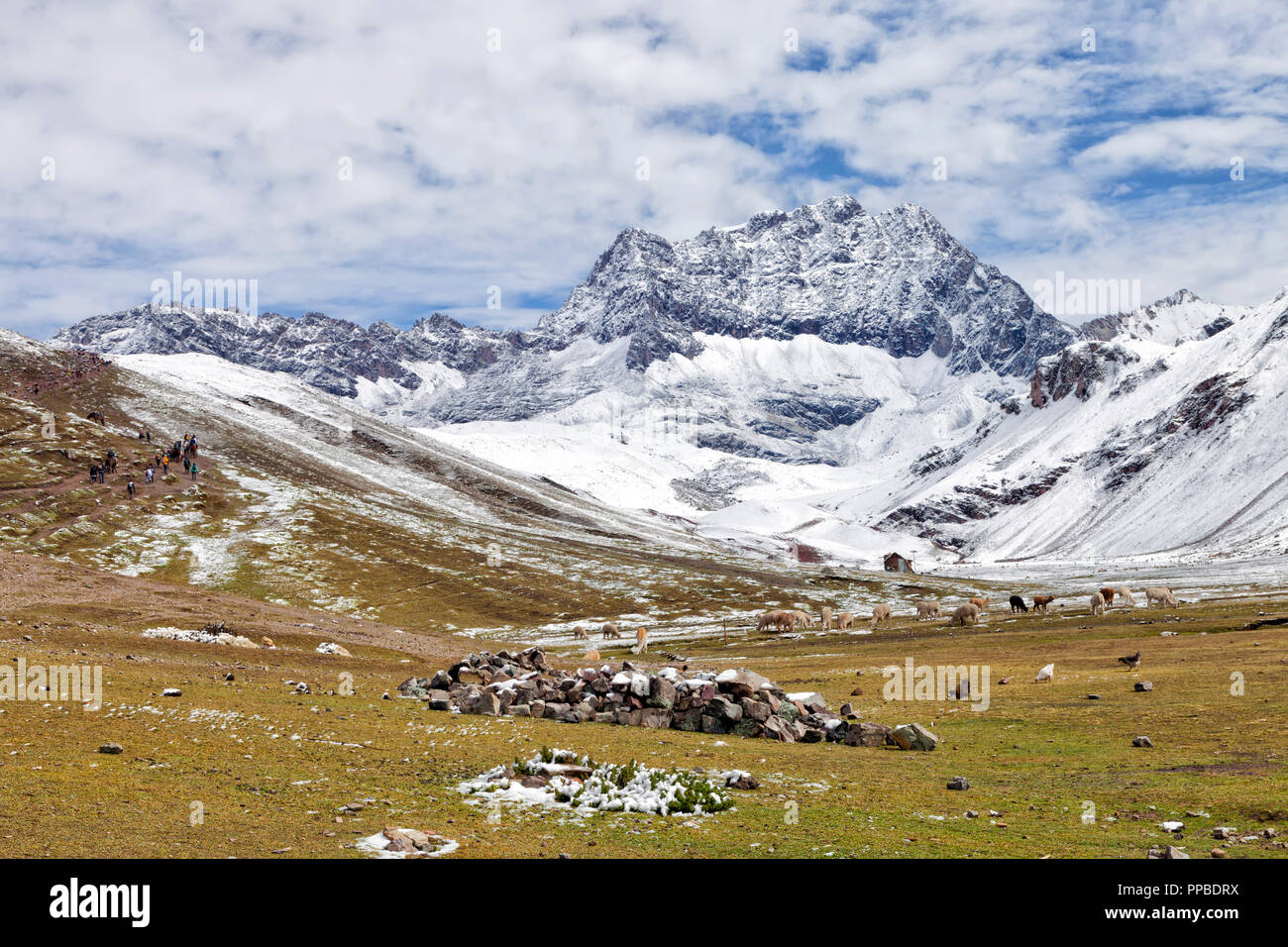 High Altitude Trek zum Rainbow Bergen durch Wiesen und Weiden mit grasenden Lamas und Alpakas, schneebedeckten Anden, Peru. Stockfoto