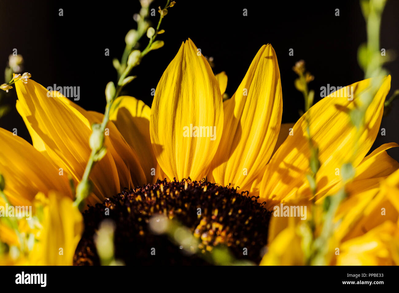 Nahaufnahme der gelben Sonnenblume Blüte Blütenblätter; Helianthus Stockfoto