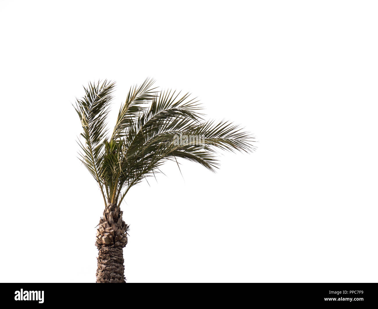 Palme, die isoliert auf weißem Hintergrund Stockfoto
